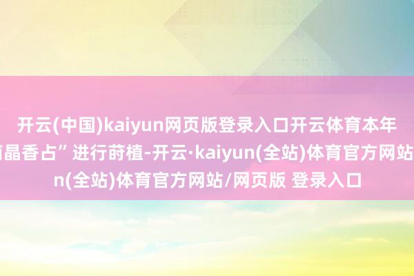 开云(中国)kaiyun网页版登录入口开云体育本年精选优质稻种“南晶香占”进行莳植-开云·kaiyun(全站)体育官方网站/网页版 登录入口